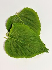 Perilla leaves eaten with Samgyeolsal in Korea