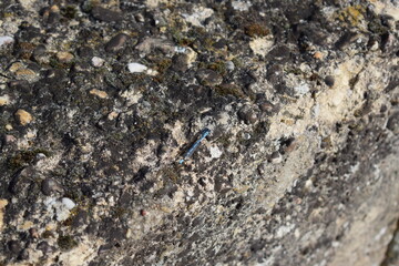 blue damselfly