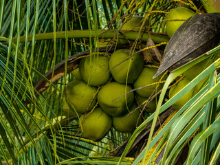 Coconut fruits grow on tree