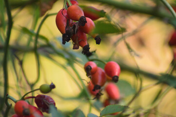 Closeup of red dog rose fruits on branches with selective focus on foreground. ROsehip