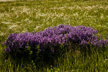 purple flowers growing in a green field
