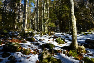 Mixed conifer and broadleaf mountain forest in winter with moss covered rocks on the ground
