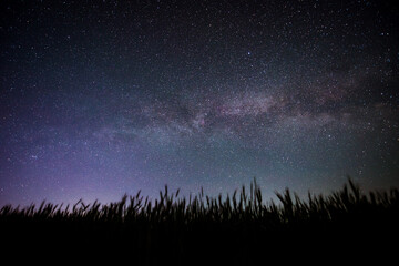 the starry sky with the Milky way over a field of wheat