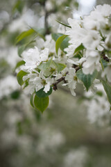 The image is a close-up of a tree branch with white flowers. 4911