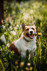 The photo depicts a brown Corgi standing in a grassy field, surrounded by plants 4939.