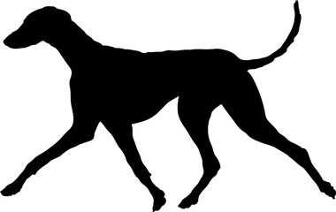 Azawakh Dog silhouette breeds dog breeds dog monogram logo dog face vector