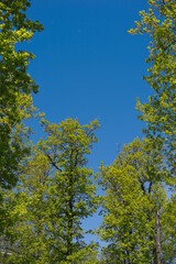 A group of trees with a cloud of smoke in the sky. It is an outdoor scene with sunlight and blue sky. 49