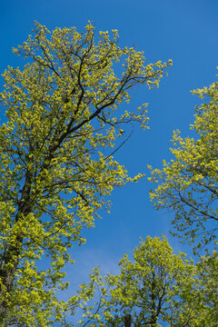 The image is a group of trees in an outdoor setting. The trees have branches and leaves, and the sky is