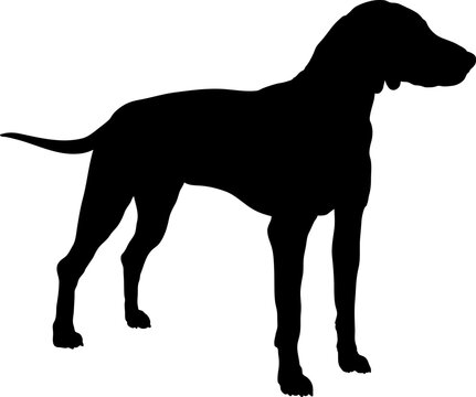 American Foxhound Dog silhouette breeds dog breeds dog monogram logo dog face vector