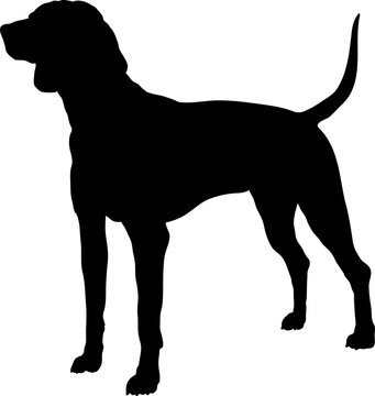 American English Coonhound Dog silhouette breeds dog breeds dog monogram logo dog face vector