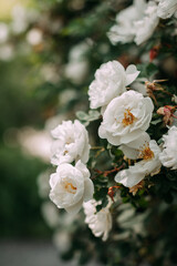 The image is a close-up of white flowers, possibly in a garden or outdoor setting. 4981