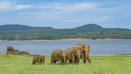 elephants in near water reservoir 
