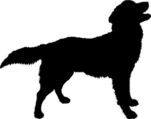 Obraz premium Nova Scotia Duck Tolling Retriever. Dog silhouette breeds dog breeds dog monogram logo dog face vector