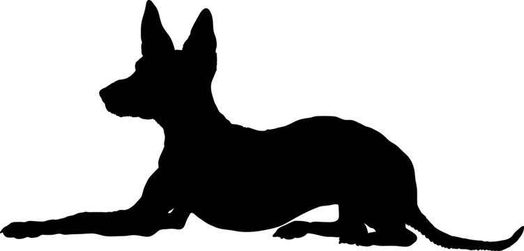  Ibizan Hound Dog silhouette breeds dog breeds dog monogram logo dog face vector