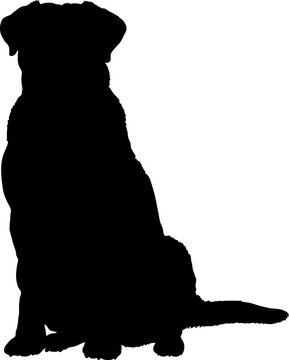 "Greater Swiss Mountain Dog" Images – Browse 3,763 Stock Photos