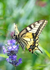 Fototapeta na wymiar motyle
