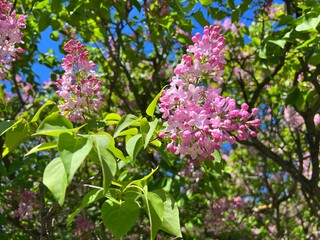 Lilac pink beautiful flowers blossom in the spring park. 