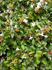 fleur plante nature printemps jardin 