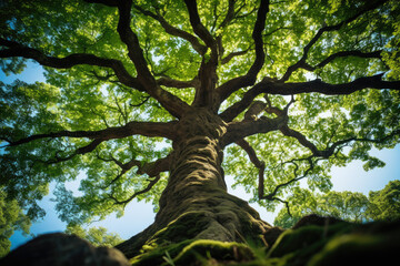 Naklejka premium summer trees in the forest