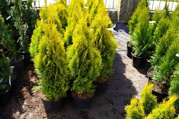 Fototapeta na wymiar small thuja trees with green branches in pots with earth in the nursery of ornamental plants on the background of seedlings during the spring sale