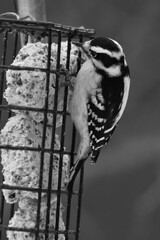 La Plaine 6 Janvier 2024 - N&B