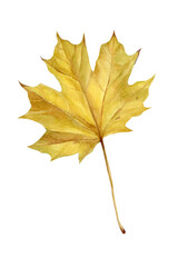 Maple Leaf