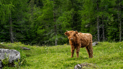 Ein Kalb, schottisches Hochlandrind, auf einer Weide in den Alpen