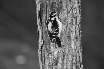 La Plaine 6 Janvier 2024 - N&B