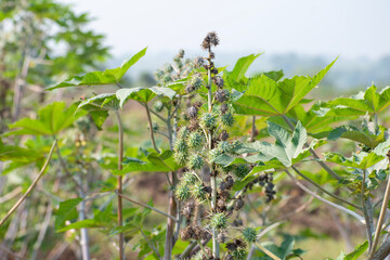 Ricinus communis, the castor bean or castor oil plant, Green seeds Castor oil plant, Herbs
