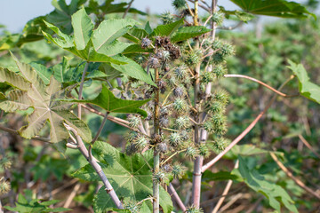 Ricinus communis, the castor bean or castor oil plant, Green seeds Castor oil plant, Herbs