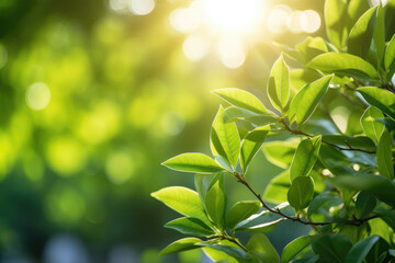 Leaves in the spring sunlight