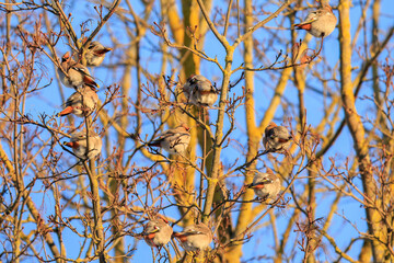 A group of bohemian waxwing birds sitting on the branches of a tree