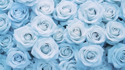 Delicate light blue roses closeup: fresh and beautiful floral background  © touseef
