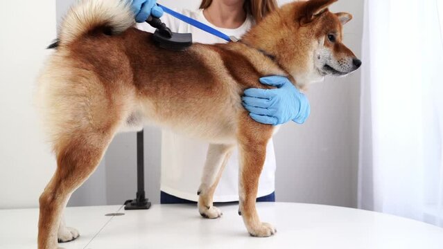 grooming of dogs and animals