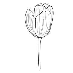 Seni garis vektor bunga tulip set besar. Gambar tangan bunga abstrak menguraikan tulip yang diisolasi pada latar belakang putih. Set tulip satu garis seni hitam dan putih. Pola ilustrasi sketsa grafis