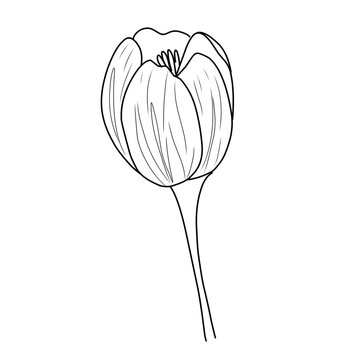 Seni garis vektor bunga tulip set besar. Gambar tangan bunga abstrak menguraikan tulip yang diisolasi pada latar belakang putih. Set tulip satu garis seni hitam dan putih. Pola ilustrasi sketsa grafis