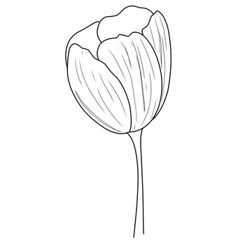 Seni garis vektor bunga tulip set besar. Gambar tangan bunga abstrak menguraikan tulip yang diisolasi pada latar belakang putih. Set tulip satu garis seni hitam dan putih. Pola ilustrasi sketsa grafis