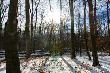 Sunshine between trees in a forest during winter