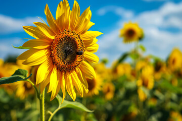 sunflower and a bee in a summer field
