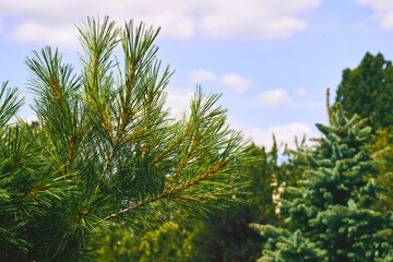 Blooming young pine tree with delicate buds of cones