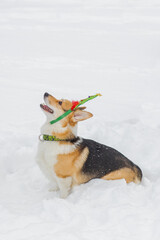 A cute three years old Welsh Corgi Pembroke walking out from behind snow-covered tree trunks against the backdrop of a frosty winter landscape. Muzzle in the snow. copy space