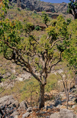Commiphora myrrha