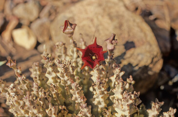 Caralluma socotrana