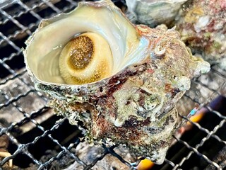 Grilled turban shell
