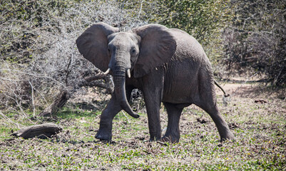 Obraz premium An African elephant in the mud walks along the shore of reservoir.