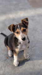 jack russell terrier cute puppy