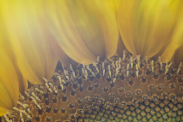 sunflower and bee