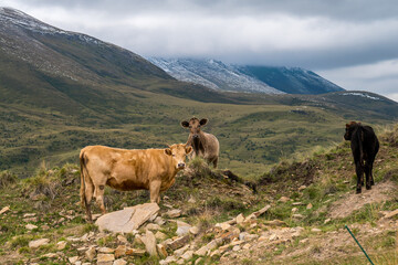 Wild cows grazing in the meadow in the mountainous region