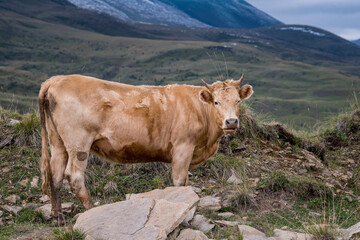 Fototapeta na wymiar Brown cow with spots in the nature in the beautiful mountains, close up