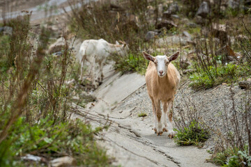 Goats in the wild region with green bushes